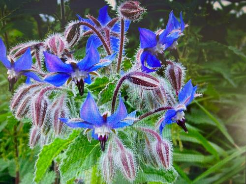 borage
