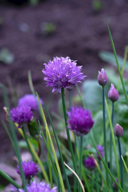 chives pexels photo 7459382