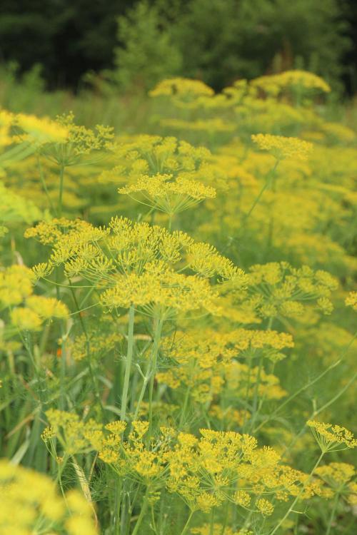 dill pexels photo 6974440
