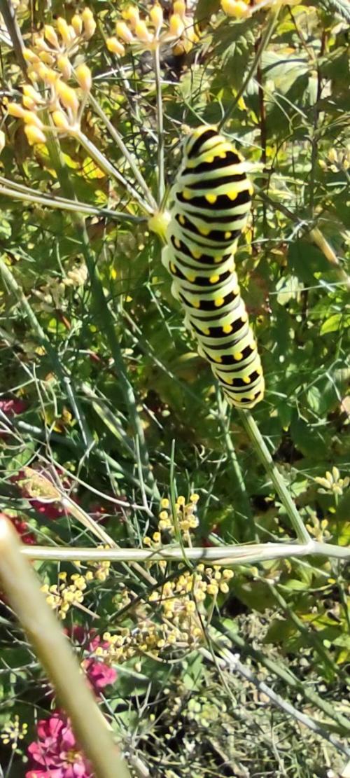 dill visitor