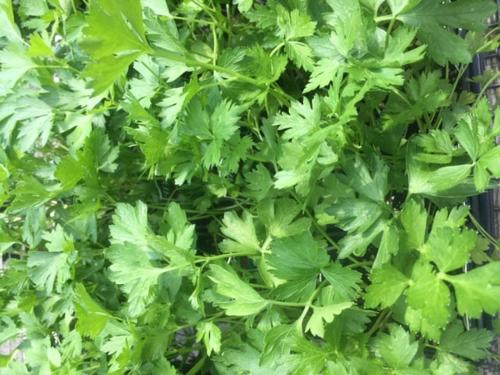 flat parsley