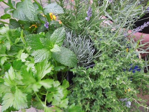 herb collection