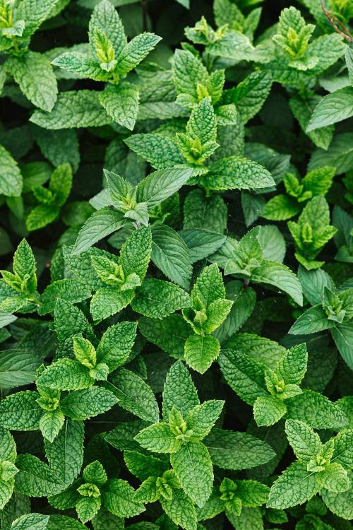 mint pexels spearmint 4594080