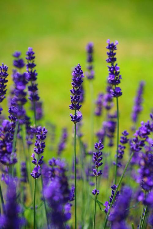 pexels lavander2 414949